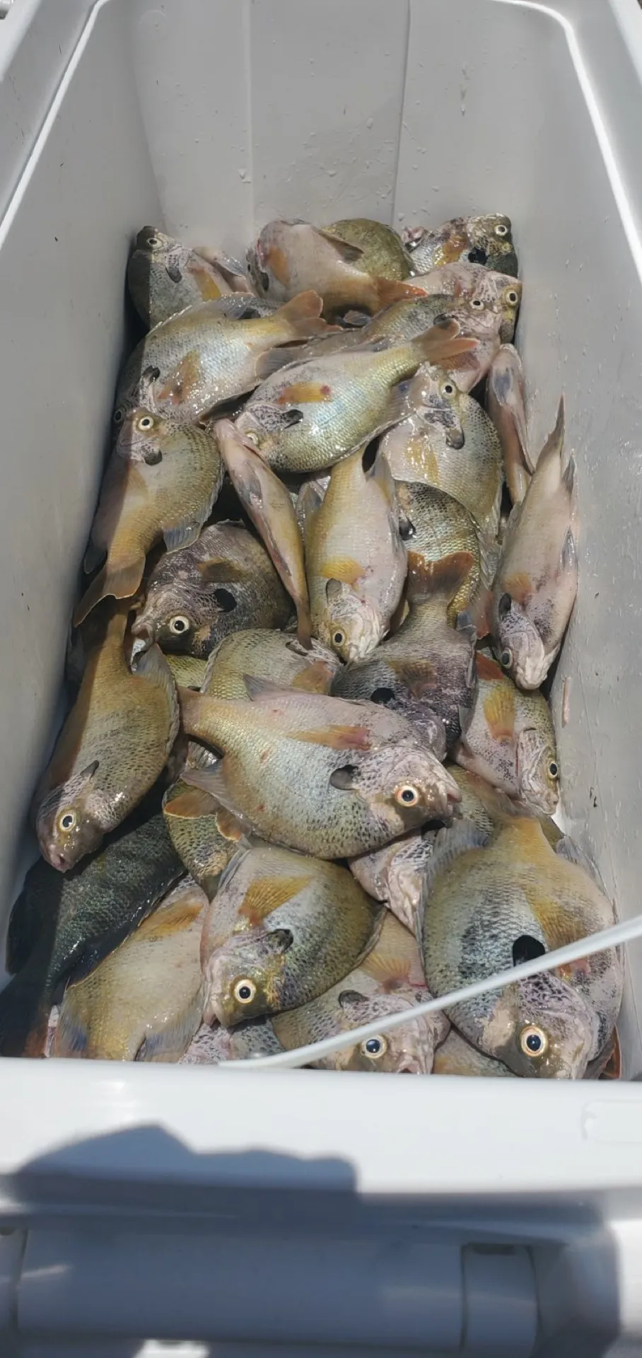 A mess of bluegill headed for the fish fry
