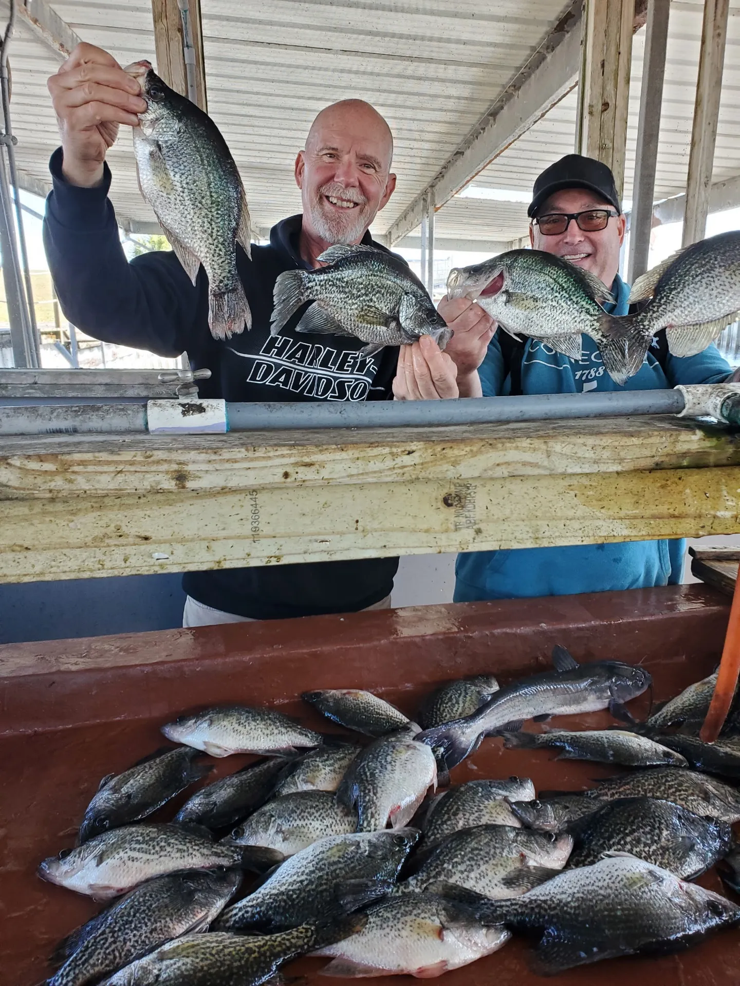 A crappie limit at the cleaning table